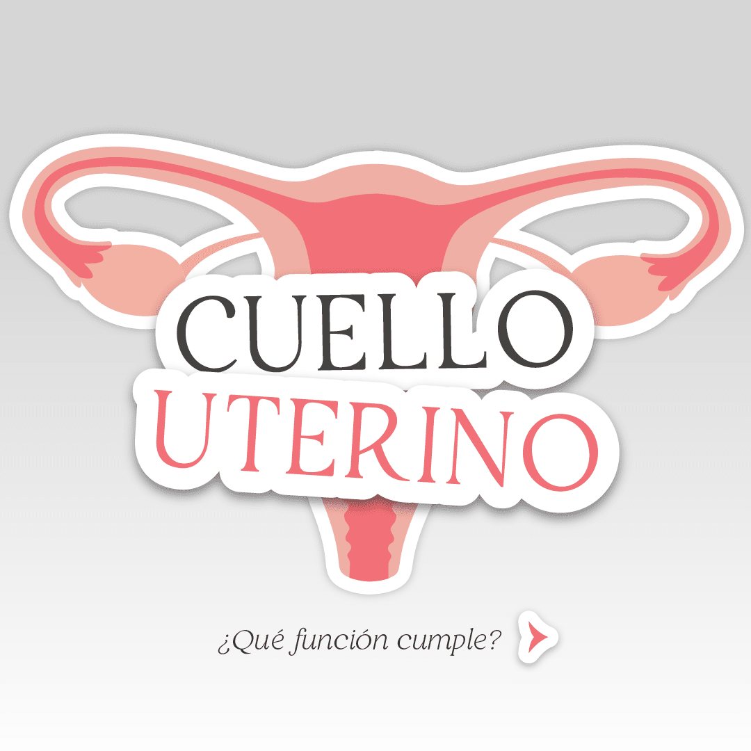 Cuello del útero ¿Qué función cumple?