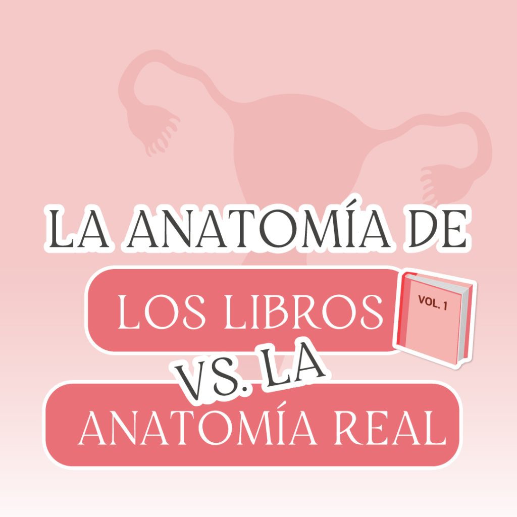 La anatomía del útero: Los libros vs. la vida real